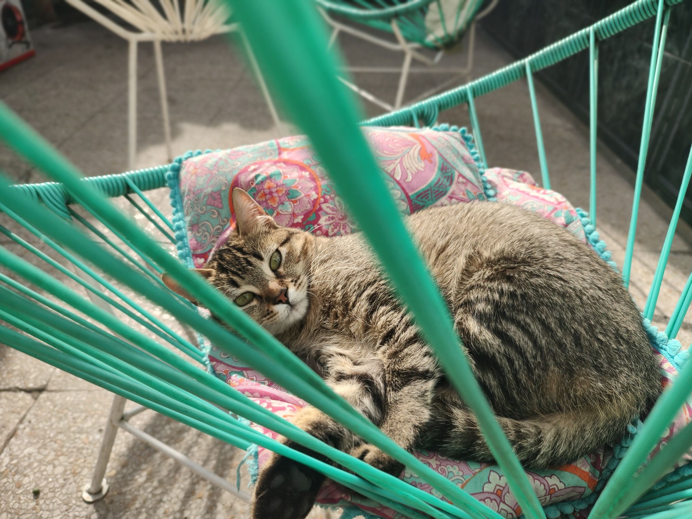 Una de las gatas durmiendo en una hamaca